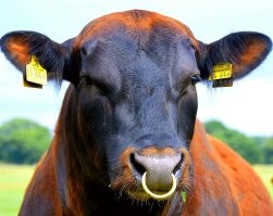 Потерянная сережка из носа через 5 лет обнаружилась в легких