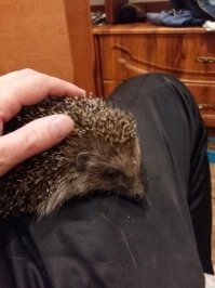 Фу, как не красиво! Не стыдно мужику на меленькую зверюшку с бейсбольной битой кидаться? вогт ко мне тоже регулятно приходят и белочки, и ёжики.  И ничё. Радуюсь :)