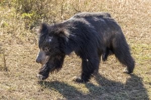 Вы ещё Балу не видели. Единственные медведи в Индии - губачи. Длина тела губача до 180 см, хвоста  10 12 см, высота в холке 60 90 см; весит он 54 140 кг (обычно 90 115 кг). Медведь-губач, подобно муравьеду, в ходе эволюции адаптировался к питанию преимущественно колониальными насекомыми (муравьями и термитами), что нетипично для других медведей, в рационе которых насекомые играют малозначительную роль. Большие серповидные когти приспособлены для лазания по деревьям, рытья и разрушения термитников. Губы и морда почти голые и очень подвижные, а ноздри могут произвольно смыкаться. Зубы мелкие, причём два центральных верхних резца отсутствуют, создавая проход, продолжающий «трубку» из вытянутых подвижных губ. Нёбо полое; язык очень длинный. 

Чему он учил волков - непонятно