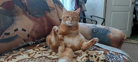 Без кота и жизнь не та