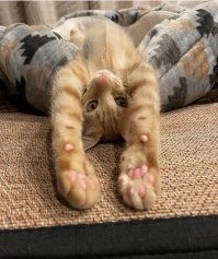 Кошачий фотопозитив