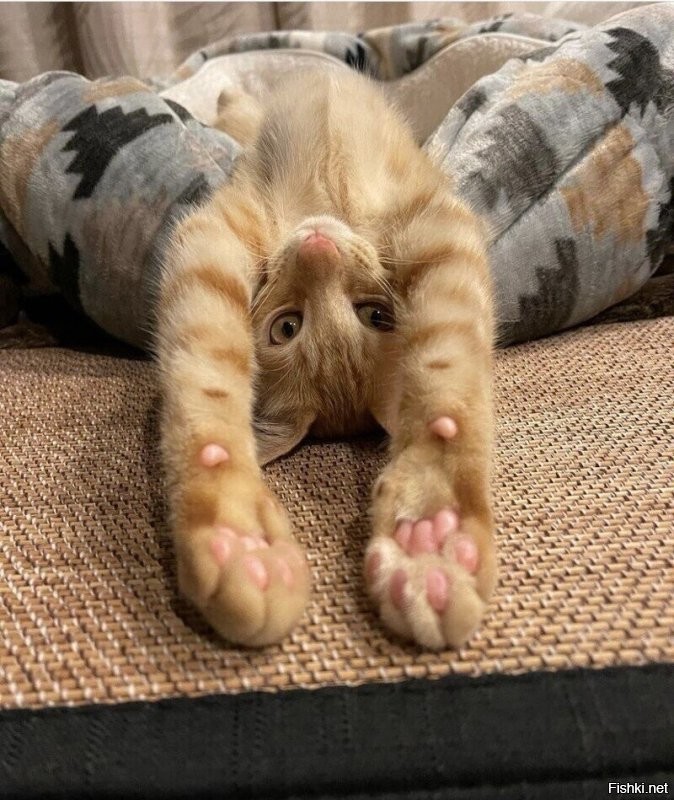 Кошачий фотопозитив