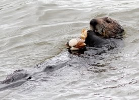 Морские выдры любят пожрать.