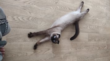 Кошачий фотопозитив