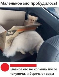 Кошачий фотопозитив