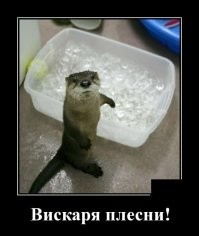 Милейшие выдры, которые доказывают - они тоже могут быть очаровашками