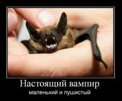 Йожика картинки. Выпуск 212