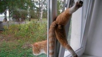 Йожика картинки. Выпуск 212