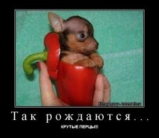 Йожика картинки. Выпуск 212