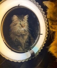 Кошачий фотопозитив