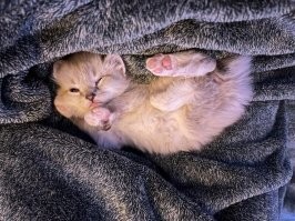 Кошачий фотопозитив