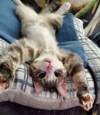 Кошачий фотопозитив