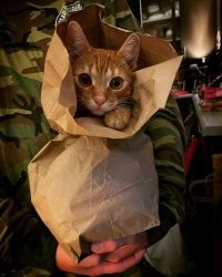 Кошачий фотопозитив