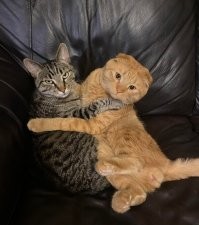 Кошачий фотопозитив