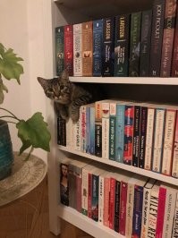 Кошачий фотопозитив