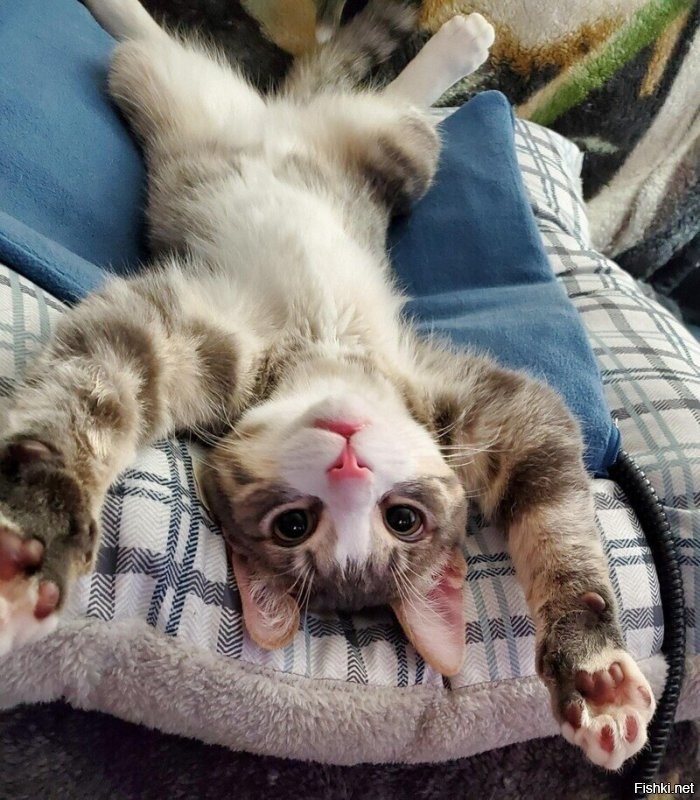 Кошачий фотопозитив