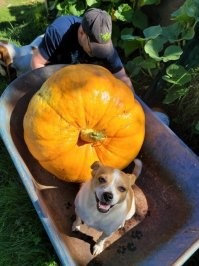 Что то маловата тыковка 
у меня вот такая выросла