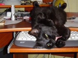 Коты, наглости у которых ещё стоит поучиться