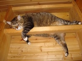 Кошачий фотопозитив