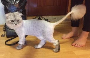 Скрины из соцсетей