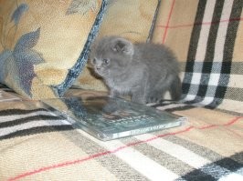 Без кота и жизнь не та