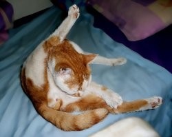 Китайский блогер растянул Volkswagen до впечатляющих трёх метров в ширину