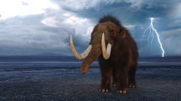 Ну когда же мамонта клонируют-то? А ведь планировали уже давно.