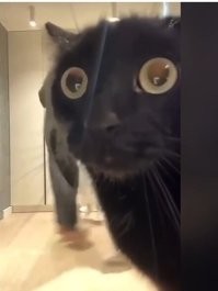 Это новый мем просто