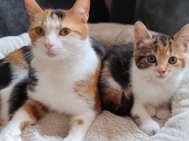 Кошачий фотопозитив
