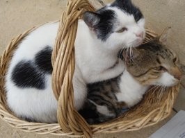 Кошачий фотопозитив