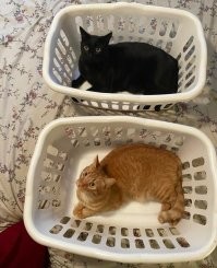 Кошачий фотопозитив