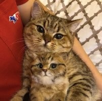 Кошачий фотопозитив
