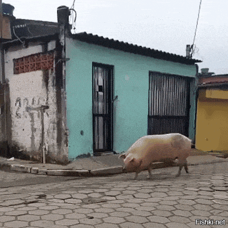 Grand Theft Pig или Великий Угон Свиньи