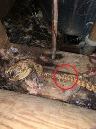 Собачку явно разделали перед тем, как туда засунуть. Нет костей лап, а рёбра отрезаны