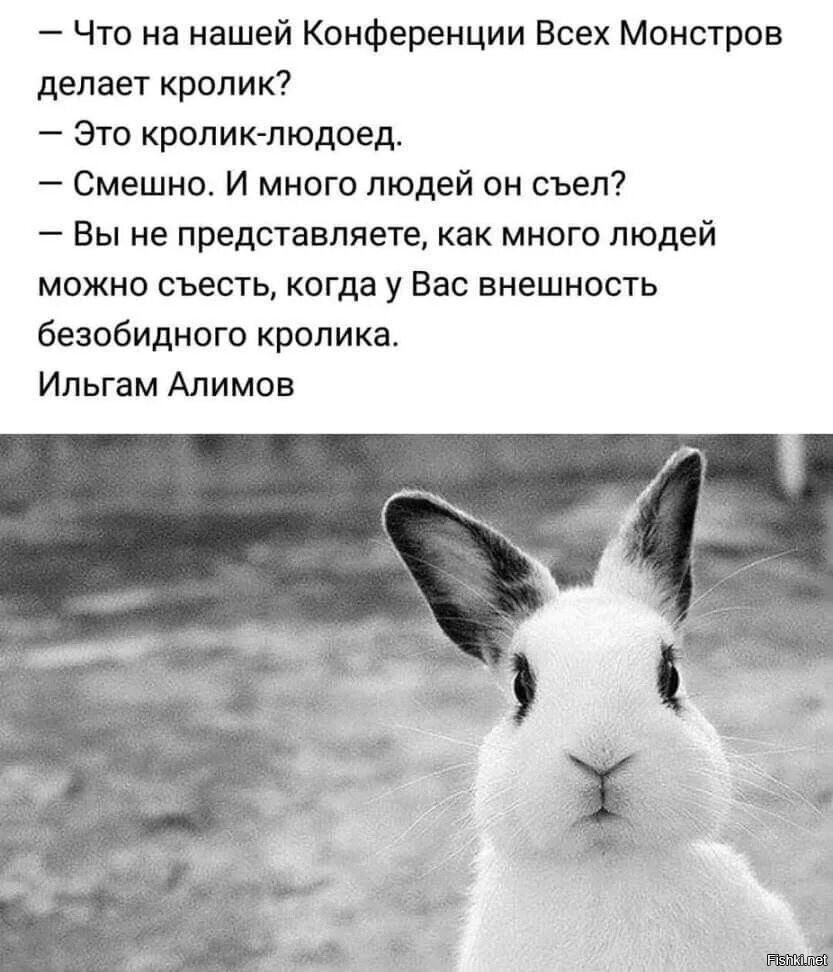 Цитаты про кроликов