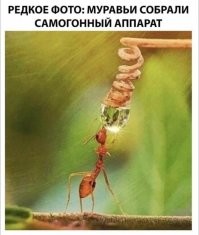 Освежающий душ для колибри