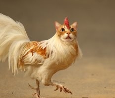 Петух унизил кота