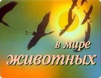 Петух унизил кота