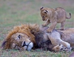 Вспоминается цитата из мельтфильма "Король-лев": 
- о мой царственный супруг, твой сын зовет тебя! 
- о моя цартсвенная супруга, мы же договаривались, что до восхода солнца это твой сын... (с)