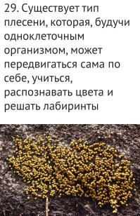 Иногда задаюсь вопросом - грибы самый древний организм планеты. 
 Может мы, люди, себя переоцениваем, типа - самые разумные?  Представляете грибницу возрастом миллиард лет, с кучей нервных тканей? Я представил...