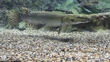 Миссисипский панцирник (крокодиловая или панцирная щука) выглядит вот так. А на фото миссисипский панцирник-альбинс