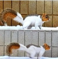 песня вспомнилась....
..кот БЕЛКУ (кошку а ориг) любил, очень-очень....