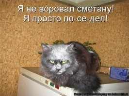 20 репортажей из рубрики "тайная жизнь домашних животных"