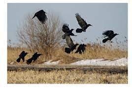 Попытка подставы на дороге