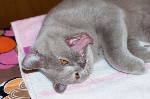 – Меня будить!?