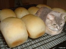 20 милых фотографий, на которых коты похожи на буханки хлеба