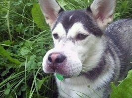 Сборник автомобильного юмора на пятницу