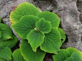 Pentax Optio WS80. Компактный и подводный