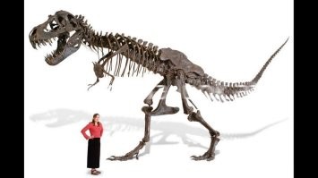 "Тираннозавр Рекс - это воплощение эволюции хищников. У него был самый сильный укус, и удивительно развитый для динозавров мозг," - сказал доктор Джон Р. Нуддс из Манчестерского университета.

Не хочу ставить под сомнение компетенцию доктора Джона Р.Нуддс, возможно он так говорит ради поднятия ажиотажа и оперирует устоявшимися  стереотипами навеянными киношниками (в большей степени к\ф Парк Юрского периода), дабы привлечь как можно больше миллиардеров поторговаться за скелет "ужасного смертоносного хищника", но, то что я читал среди современных палеонтологов, все сходятся во мнении, что тираннозавр не был хищником, строение боковых зубов (и в целом нижней челюстной кости) у него сильно хлипкое, и любая жертва, будучи в сознании и не шибко маленького размера, врываясь из пасти, просто бы вытащила половину зубов как редьку из грядки в сырую погоду, плюс строение скелета показывает что перемещаться данный динозавр в среднем мог не быстрее 4-5 км\ч, максимум мог сделать коротки рывок, но и там, ничего выдающегося - 30 км\ч. А так как в животе его (ну, внутри скелета) обнаружили косточки других динозавров, то по всему выходит что он был падальщиком. Крупный, здоровенный, без естественных врагов, спокойно  ходящий по планете монстр, поедающий  павших соседей.
Что до продажи скелета частному коллекционеру, так я считаю что такие находки - это достояние всего человечества, и право за него имеют торговаться на аукционах только крупнейшие публичные музеи. Допустим какой-нить Zigong Dinosaur Museum виз Китая, торгуется против Royal Belgian Institute of Natural Science (Бельгия) и Палеонтологический музей имени Ю. А.Орлова (Россия), ну и кто больше даст, то его у себя его и экспонирует, и миллионы людей, могут заплатив за билет, прийти и полюбоваться этим ископаемым. Ну либо продавать находку между музеями той страны, в которой он был найден, так чтоб более богатые страны не могли себе в музей уволочь такое сокровище.
Всем надо такое хоть раз в жизни увидеть, постоять рядом, почувствовать великолепие этого вида. Негоже чтоб какой-то богатый нефтяной магнат в одиночку дома им любовался попивая коньяк из пижонского фужера.