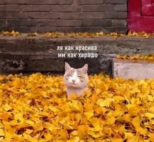 Да да...